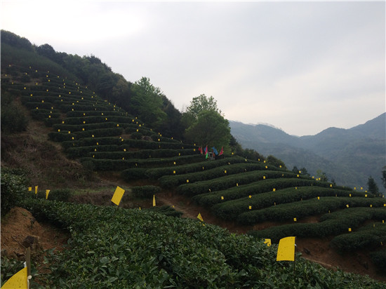 深山里的好茶 江北第一茶商的茶叶啥样的？