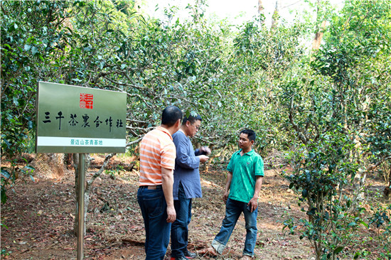 深山里的好茶 江北第一茶商的茶叶啥样的？