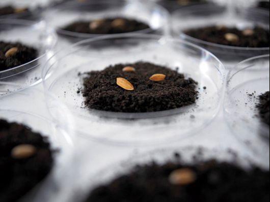 金秋十月稻浪飘香！京东超市上新黑土地正宗五常大米_行业观察_电商报