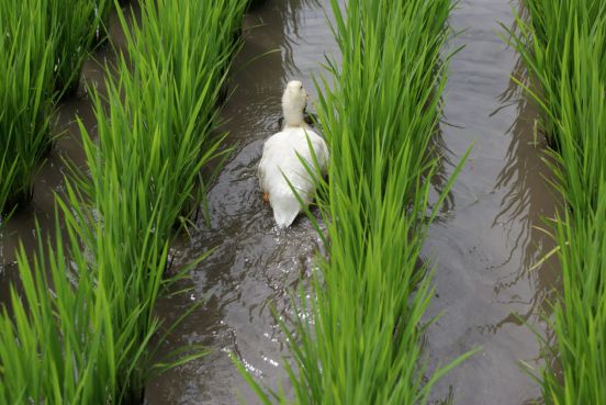 金秋十月稻浪飘香！京东超市上新黑土地正宗五常大米_行业观察_电商报