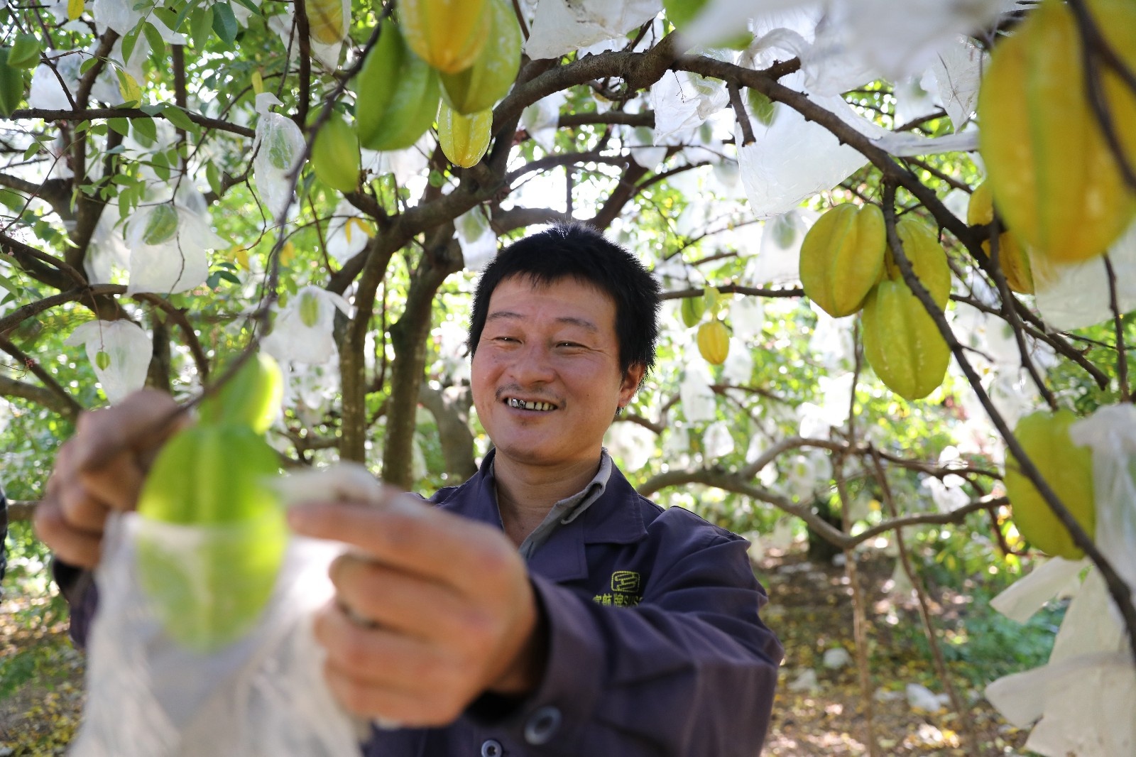 福建云霄小杨桃带动电商扶贫大产业-中国商网
