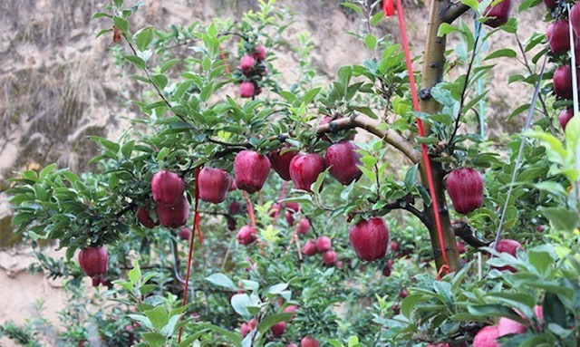 揭秘京东出色财报背后的“蚂蚁雄兵” 超新星计划助力“新个体户”云端崛起_行业观察_电商报